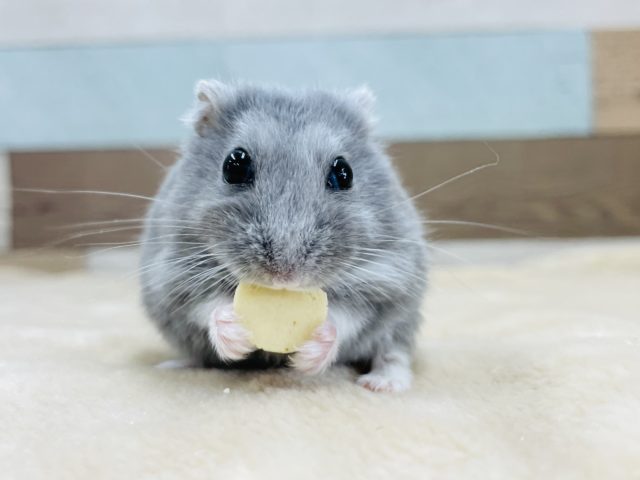 ロシアンブルーハムスター