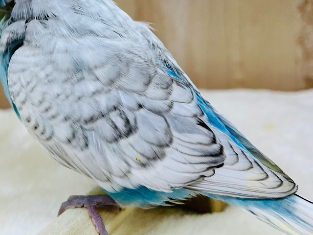 ジャンボセキセイインコ