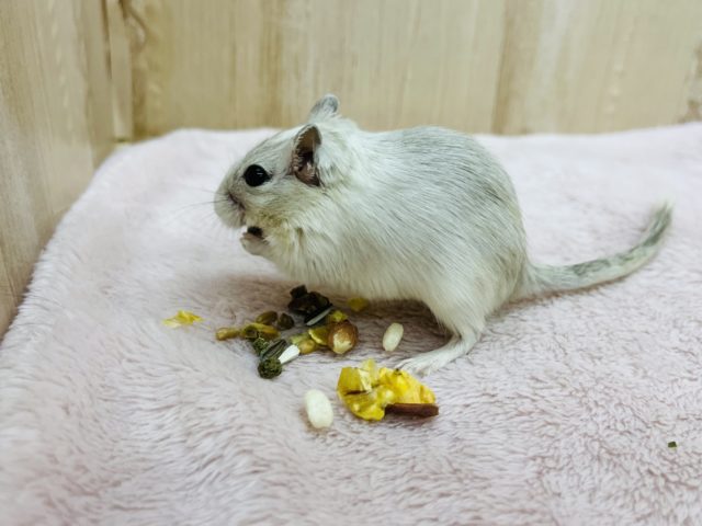 カラージャービル（スナネズミ）