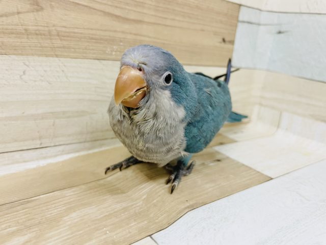 オキナインコ