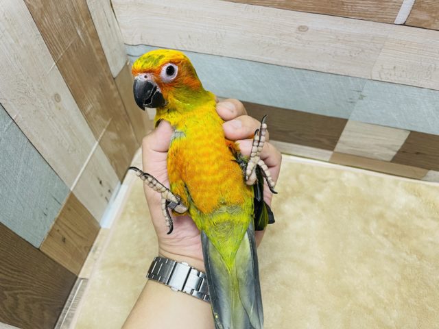 コガネメキシコインコ