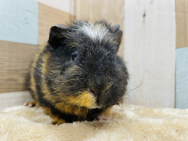 クレステッドモルモット