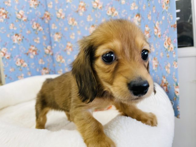 ミニチュアダックス