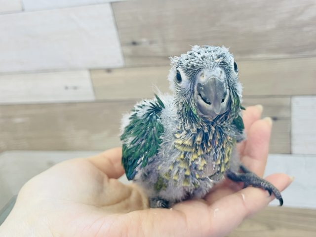 ワキコガネウロコインコ