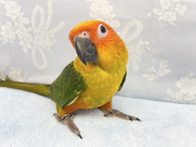 コガネメキシコインコ