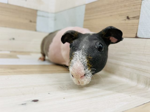 スキニーギニアピッグ