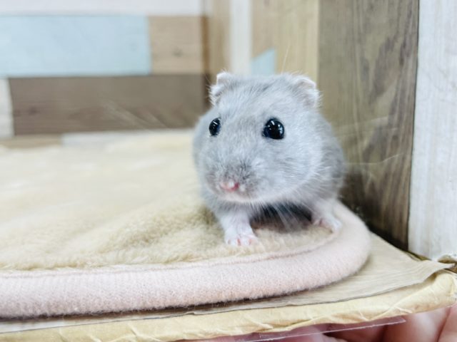 ロシアンブルーハムスター