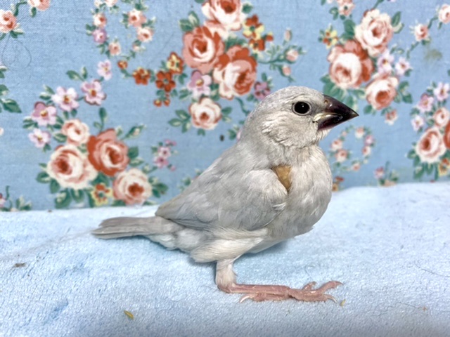 シルバー文鳥