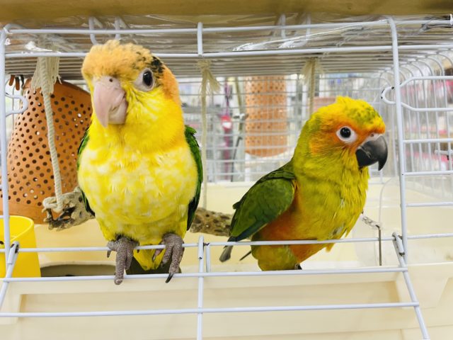 シロハラインコ