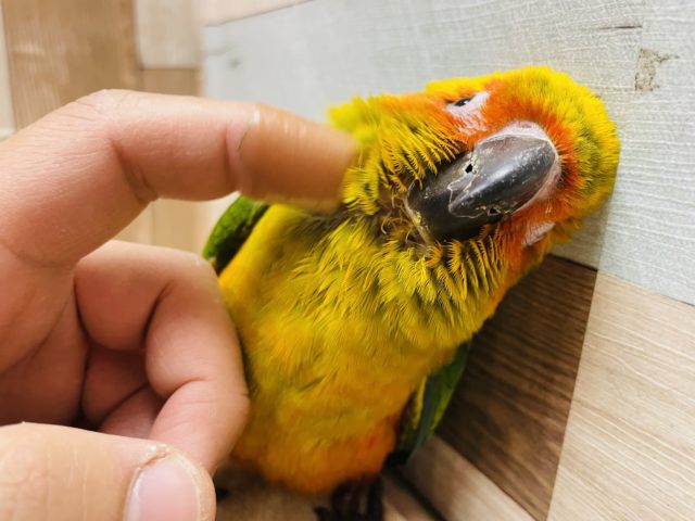 コガネメキシコインコ
