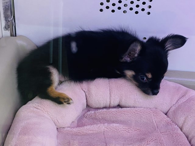 イケメンチワワ登場‼️‼️‼️ チワワ