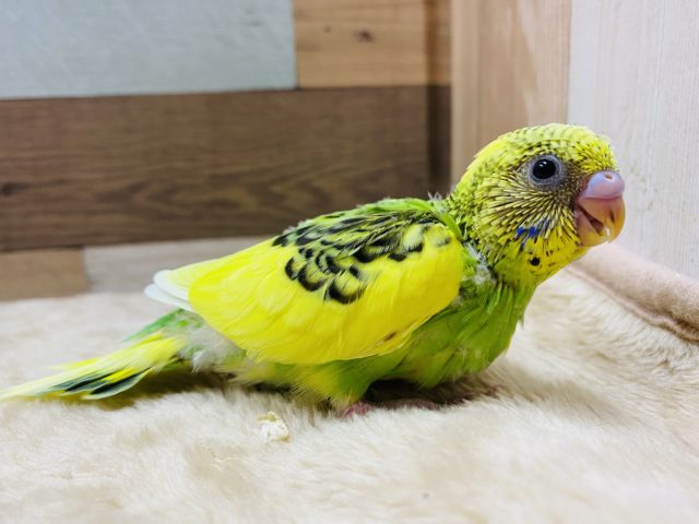 セキセイインコ