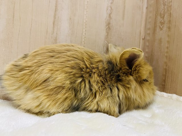 毛並みもっふり♬︎ロップイヤーラビット女の子 ロップイヤーラビット