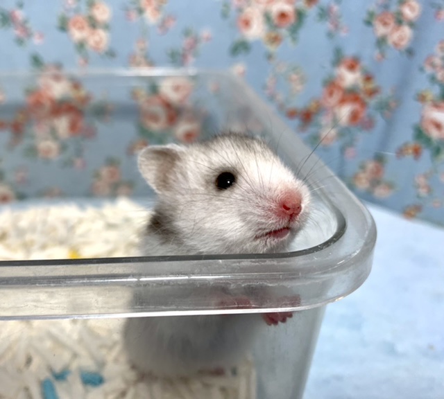 ゴールデンハムスター