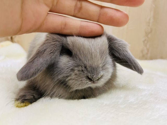 ホーランドロップ