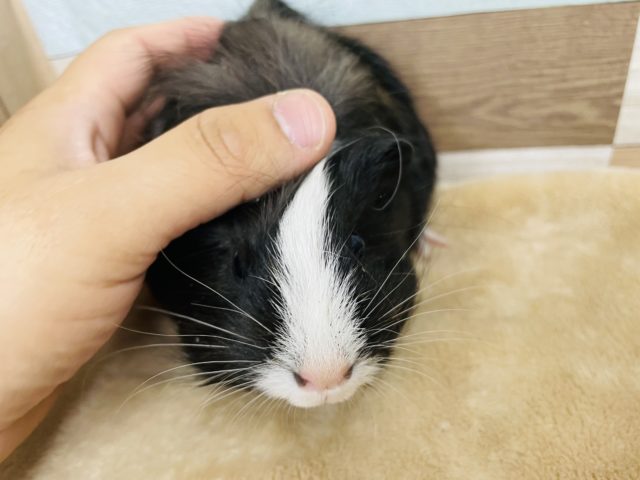 シェルティモルモット