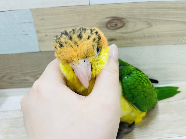 シロハラインコ