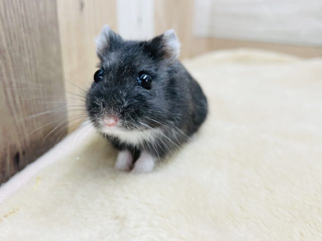 リアルブラックハムスター