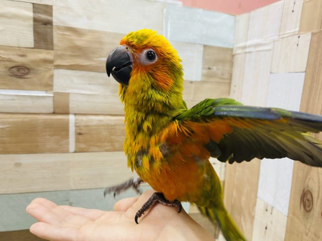 コガネメキシコインコ