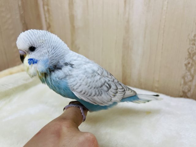 ジャンボセキセイインコ
