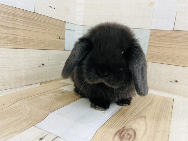 ホーランドロップ