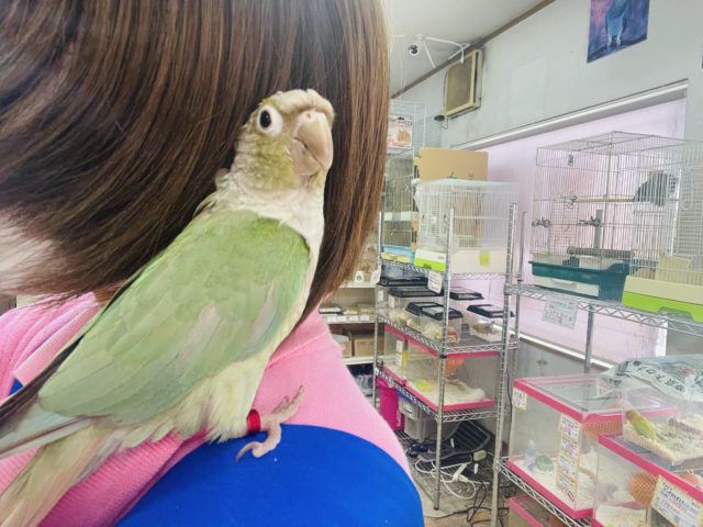 ホオミドリウロコインコ