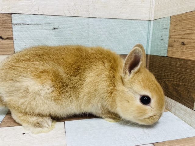 ネザーランドドワーフ