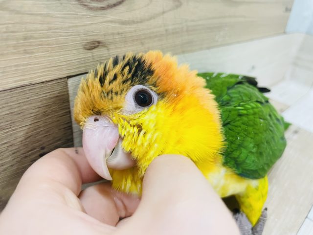 シロハラインコ