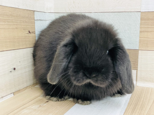 ホーランドロップ