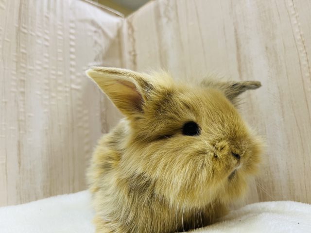 毛並みもっふり♬︎ロップイヤーラビット女の子 ロップイヤーラビット