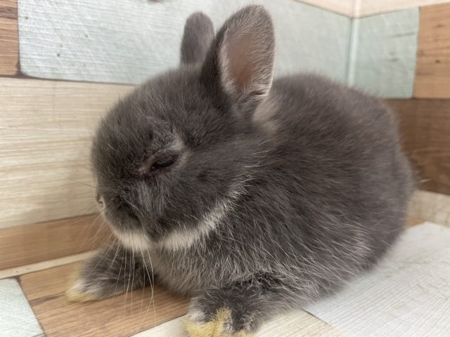 ネザーランドドワーフ