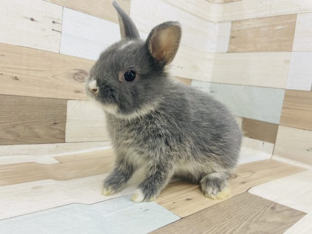 ネザーランドドワーフ