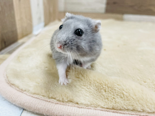 ロシアンブルーハムスター