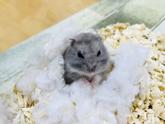 ロシアンブルーハムスター