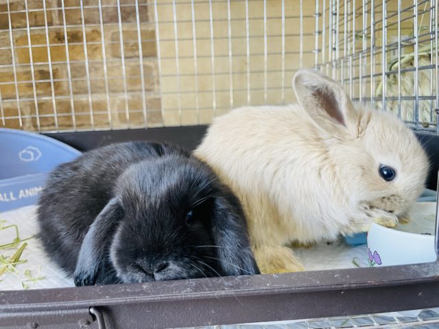 ホーランドロップ