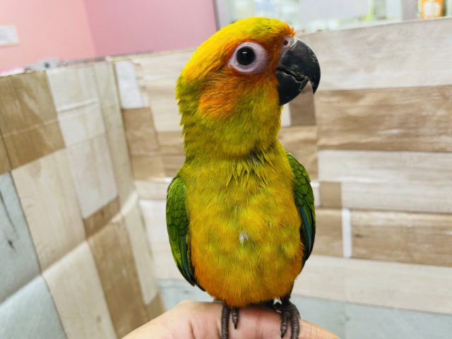 コガネメキシコインコ