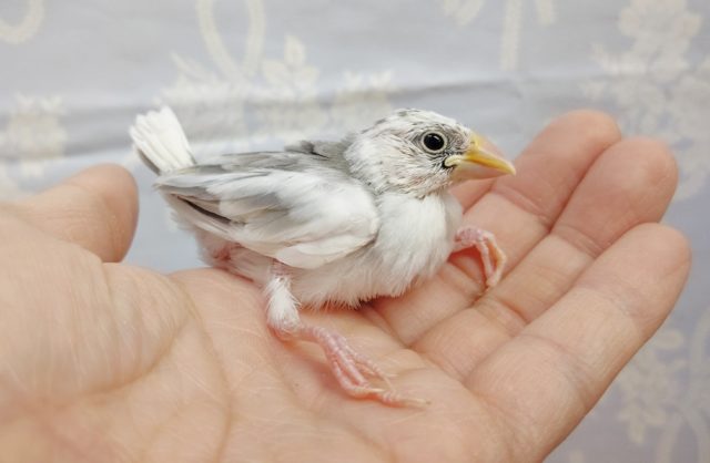 白文鳥 2022年02月12日 最新画像 白文鳥