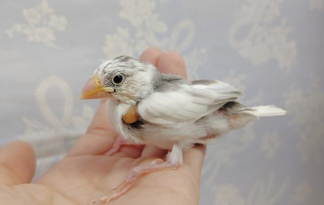 白文鳥 2022年02月12日 最新画像 白文鳥