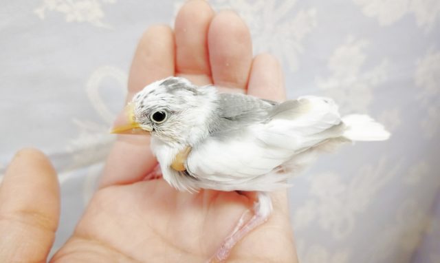 白文鳥 2022年02月12日 最新画像 白文鳥