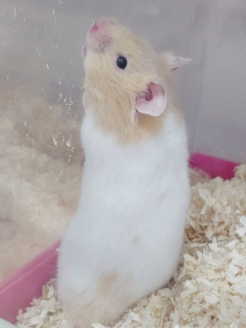 ゴールデンハムスター