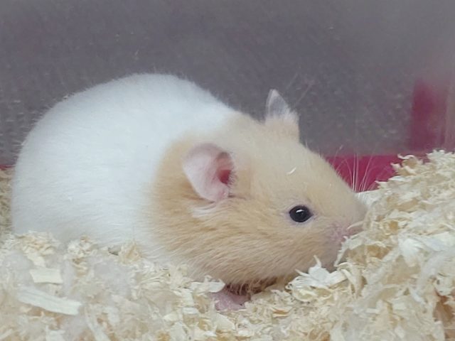 ゴールデンハムスター