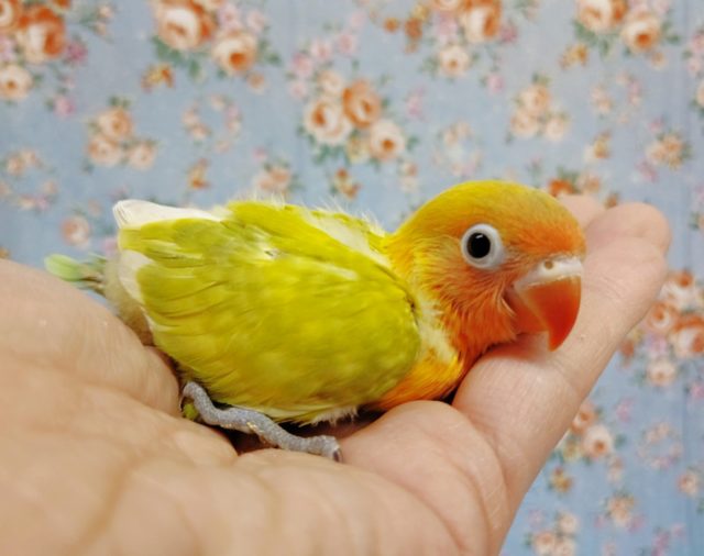 ヤマブキボタンインコ