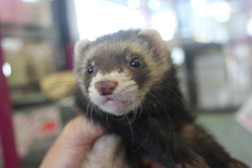 フェレット
