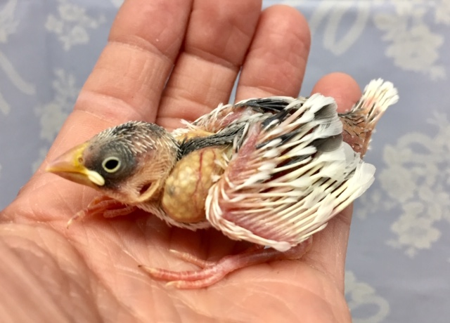 白文鳥 2022年02月12日 最新画像 白文鳥