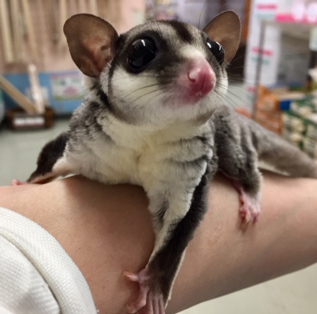 フクロモモンガ