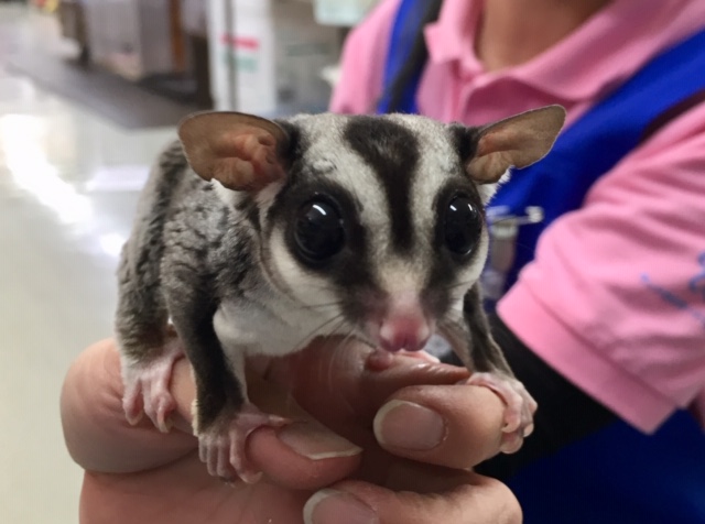 フクロモモンガ