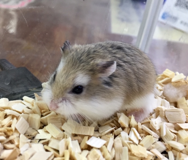 ロボロフスキーハムスター