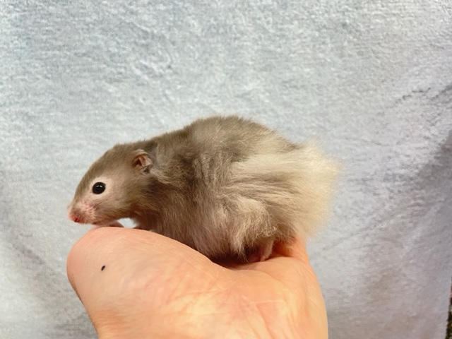 ゴールデンハムスター