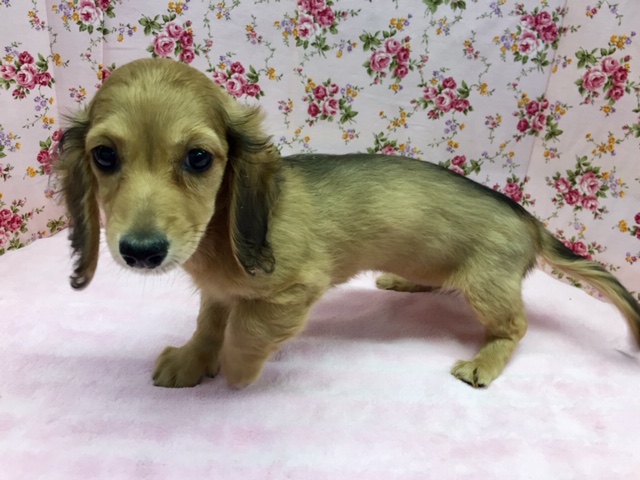 ミニチュアダックス