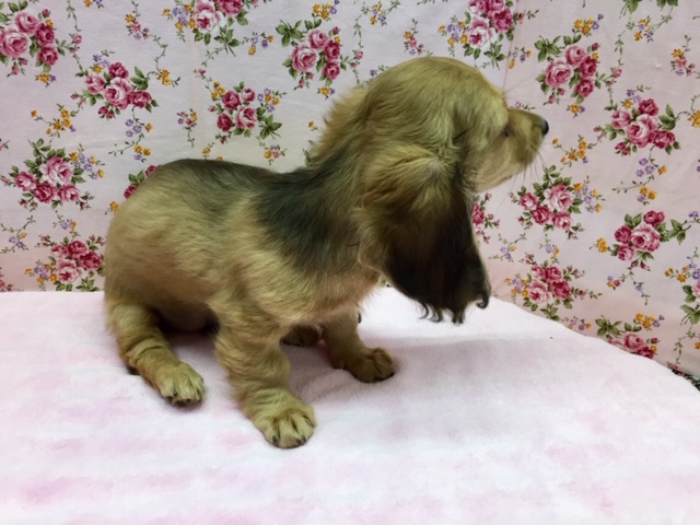 ミニチュアダックス